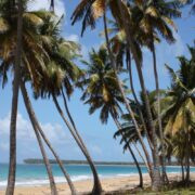 Palm tree lined beach in Miches, D.R.